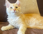 Кошки в Зеленограде: Мейн-кун красное серебро Мальчик, Бесплатно - фото 2