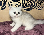 Кошки в Красногорске: Шотландская девочка, открыто бронирование Девочка, Бесплатно - фото 2