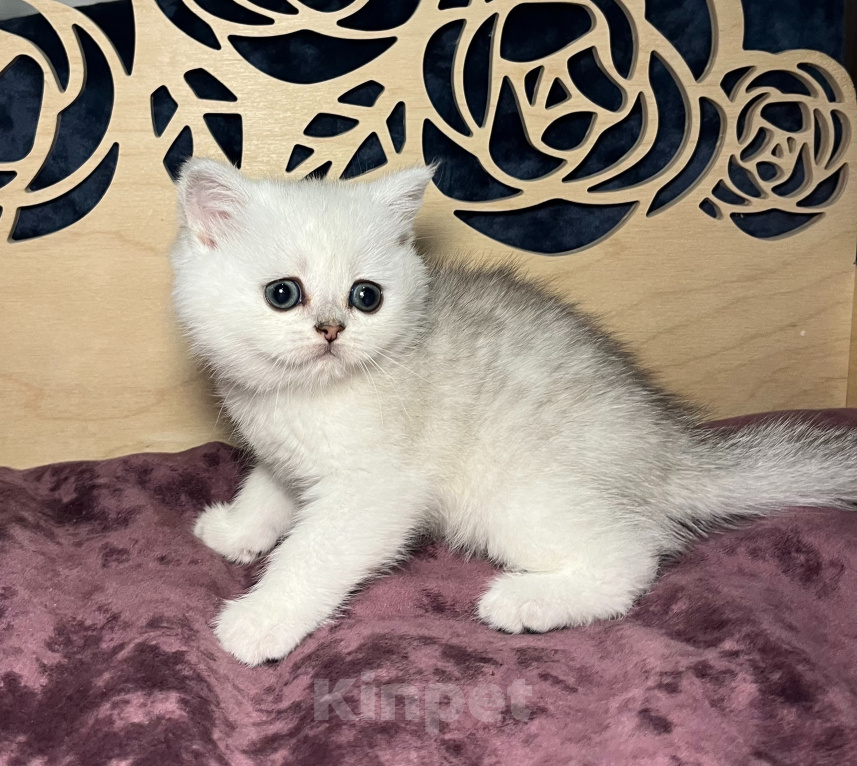 Кошки в Красногорске: Шотландская девочка, открыто бронирование Девочка, Бесплатно - фото 2