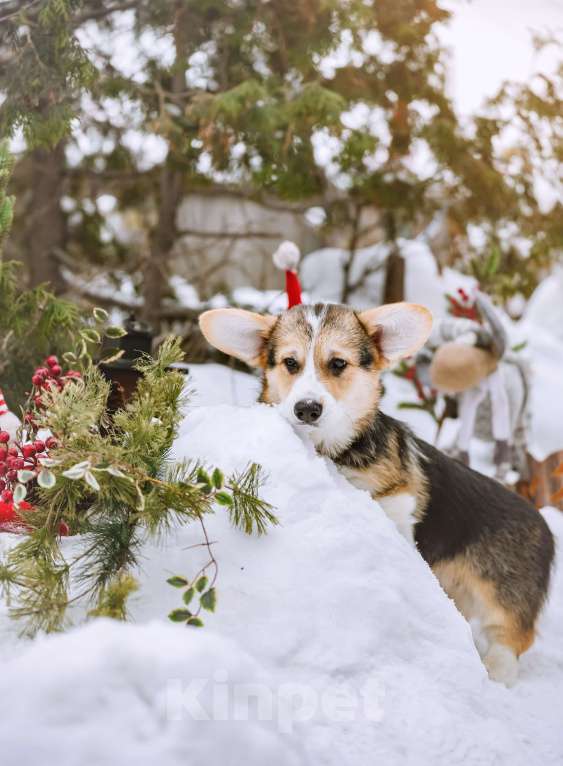 Собаки в Новосибирске: Вельш Корги Пемброк Джек Воробей Мальчик, 65 000 руб. - фото 7