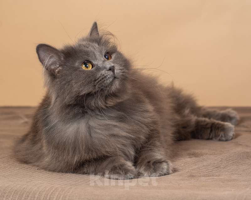 Кошки в Москве: Роскошная русская голубая Милиса в добрые руки Девочка, 1 руб. - фото 4