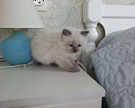 Кошки в Санкт-Петербурге: Девочка невской маскарадной кошки Девочка, 15 000 руб. - фото 3