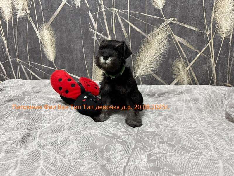 Собаки в Москве: Щенок Цвершнауцера  девочка. Девочка, 70 руб. - фото 4