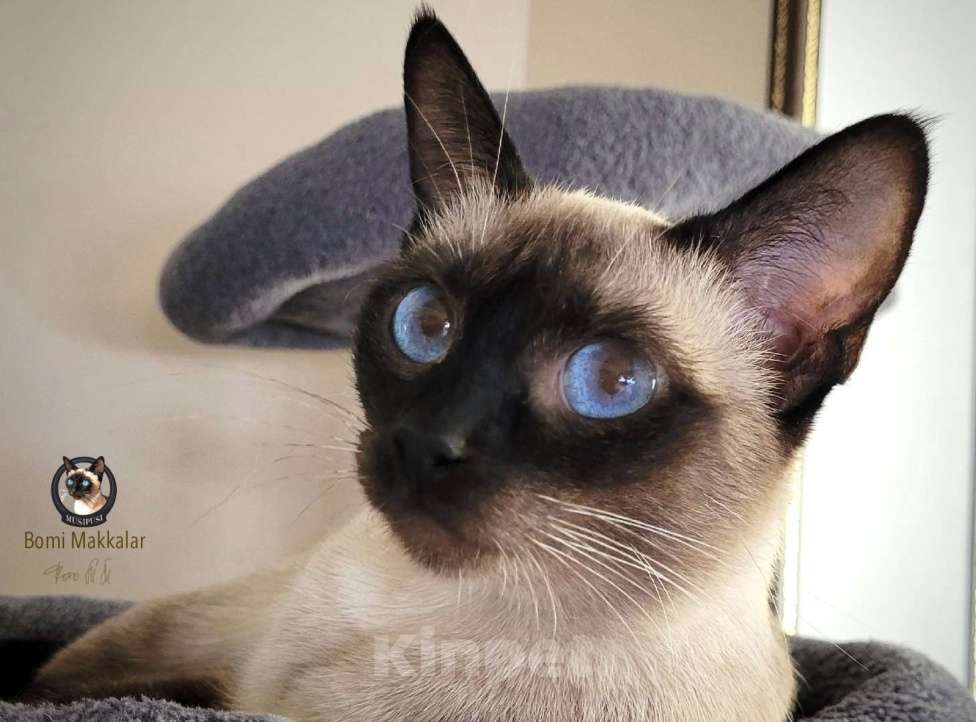 Кошки в Санкт-Петербурге: Тайские чистопородные (сиамские старотипные) котята Девочка, 75 000 руб. - фото 2