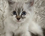 Кошки в Липецке: Котенок в добрые руки Девочка, Бесплатно - фото 2