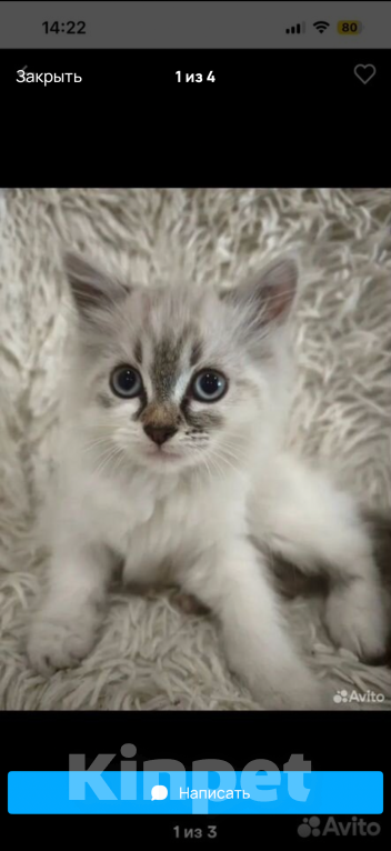Кошки в Липецке: Котенок в добрые руки Девочка, Бесплатно - фото 2