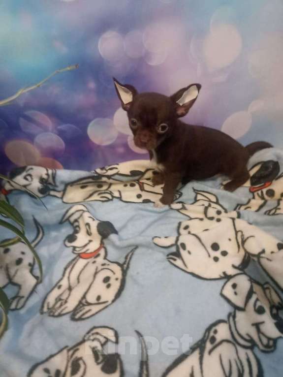 Собаки в Москве: Девочка чихуа Девочка, 30 000 руб. - фото 3