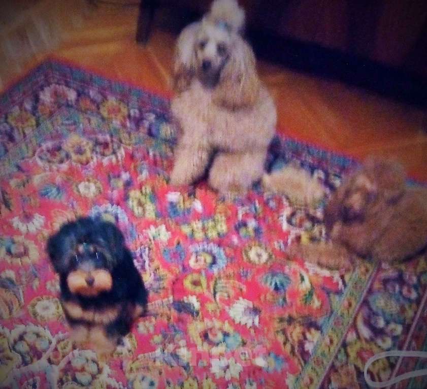 Собаки в Ставрополе: Руфус ищет семью Мальчик, 18 000 руб. - фото 4