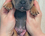 Собаки в Санкт-Петербурге: Щенки Французского бульдога Разнополые, 50 руб. - фото 7