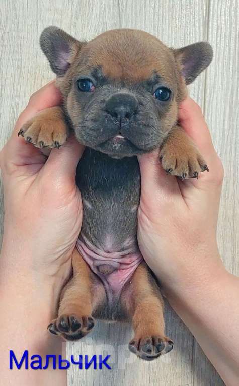 Собаки в Санкт-Петербурге: Щенки Французского бульдога Разнополые, 50 руб. - фото 7