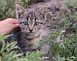 Кошки в других городах Краснодарского края: Отдаю в надёжные, добрые руки Мальчик, Бесплатно - фото 3