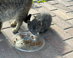 Кошки в Москве: Уличные котята Девочка, 10 руб. - фото 3