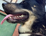Собаки в Люберцах: Надена собака! Томилино, Московская область Девочка, Бесплатно - фото 4