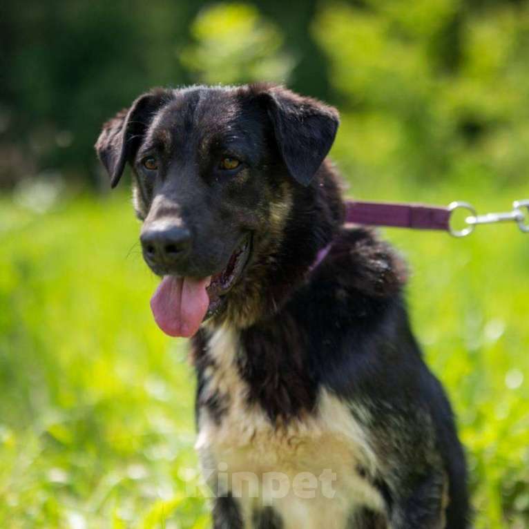 Собаки в Москве: Илай Мальчик, Бесплатно - фото 2