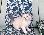 Кошки в Москве: Котята рэгдолл Девочка, 50 000 руб. - фото 3