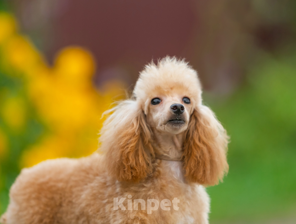 Собаки в Раменском: девочка супер мини Девочка, Бесплатно - фото 2