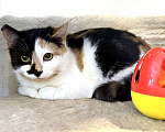 Кошки в Санкт-Петербурге: Кошечка подросток Тосенька.  Девочка, Бесплатно - фото 5
