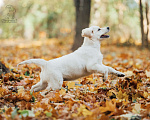 Собаки в Королеве: Щенок золотистого ретривер от профессионального питомника  Девочка, 70 000 руб. - фото 9