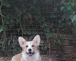 Собаки в Подольске: Вельш-корги-пемброка щенки от Девочка, 80 000 руб. - фото 2