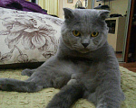 Кошки в Красноярске: Вязка, 1 500 руб. - фото 4