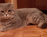 Кошки в Усинске: Котик вязка, 1 000 руб. - фото 3