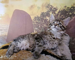 Кошки в Кудымкаре: Котенок Мейн кун кот., 20 000 руб. - фото 8