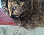 Кошки в Гусиноозерске: Котята от кошки шотландской вислоухой, 7 руб. - фото 4