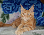 Кошки в Абакане: Котята Мейн-Кун Мальчик, 30 000 руб. - фото 3