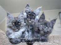Кошки в Миассе: Котята Мейн кун, 7 000 руб. - фото 1