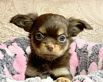 Собаки в Москве: Щенки чихуахуа Мальчик, Бесплатно - фото 1