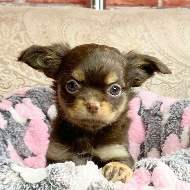 Собаки в Москве: Щенки чихуахуа Мальчик, Бесплатно - фото 1
