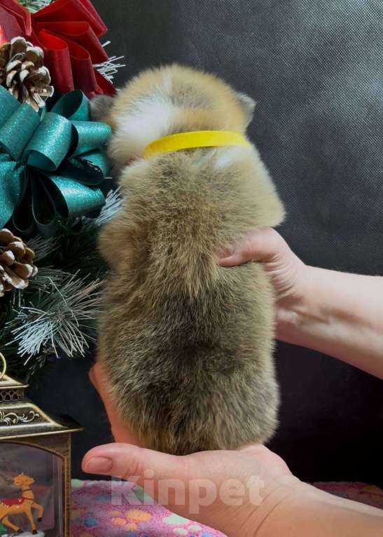 Собаки в других городах Московской области: Вельш корги пемброк чудесный мальчик  Мальчик, 60 000 руб. - фото 6