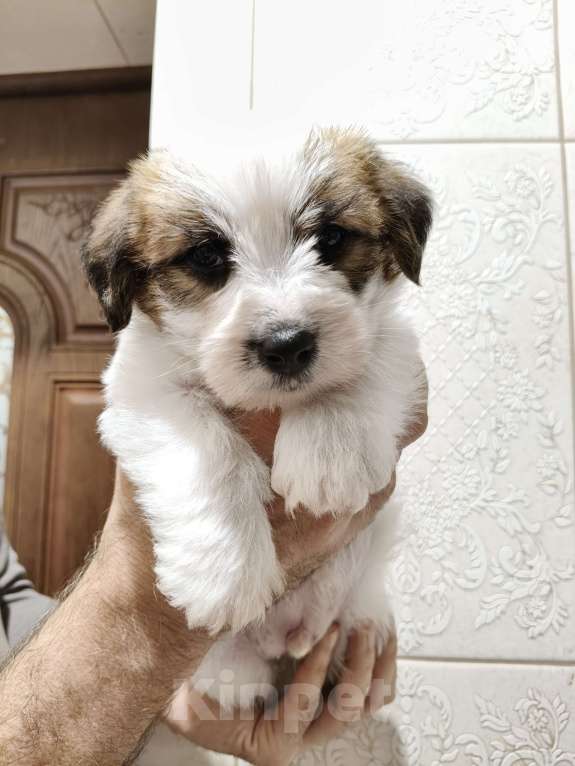 Собаки в Москве: Высокопородные щенки Джек Рассел терьера Мальчик, Бесплатно - фото 4