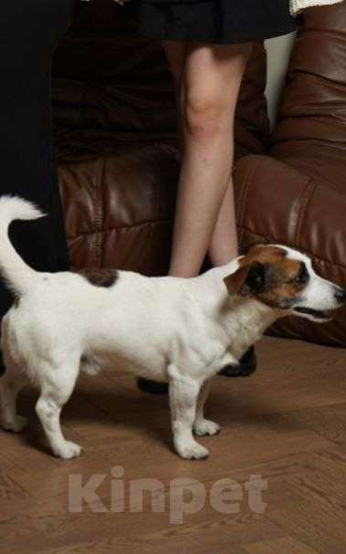 Собаки в Балашихе: Вязка Джек Рассел терьер Мальчик, Бесплатно - фото 3