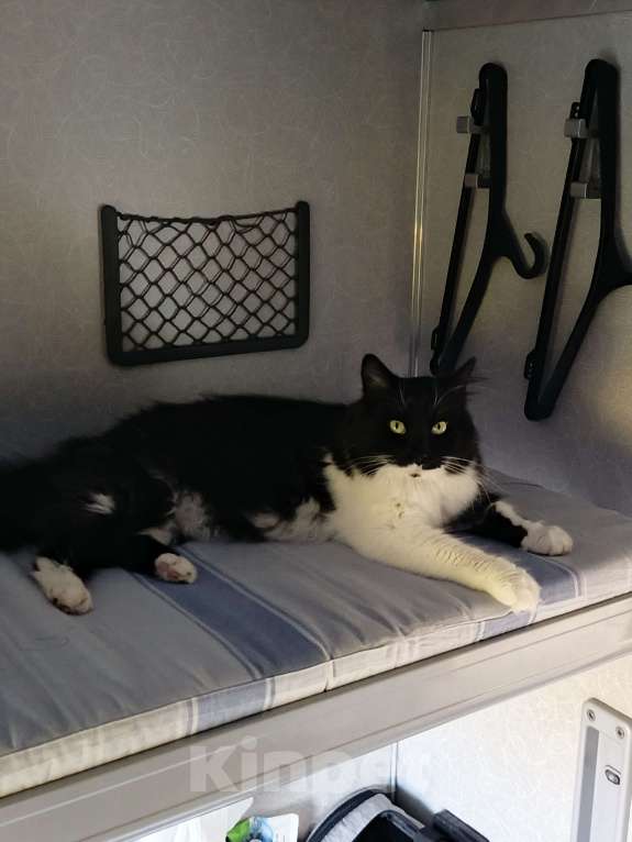 Кошки в Арзамасе: Потерялся кот, выбежал из поезда на станции Арзамас 2, прошу, максимальный репост. Мальчик, 10 000 руб. - фото 3