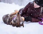 Собаки в Москве: Очень ласковая собака в поисках семьи Девочка, Бесплатно - фото 9