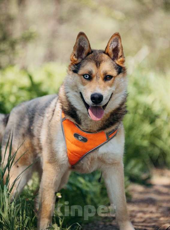 Собаки в Москве: Разноглазый рыжий пёс Гера в дар Мальчик, 1 руб. - фото 4