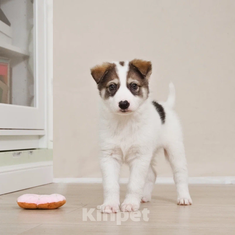 Собаки в Лосином-Петровском: Маршал якутенок Мальчик, Бесплатно - фото 10