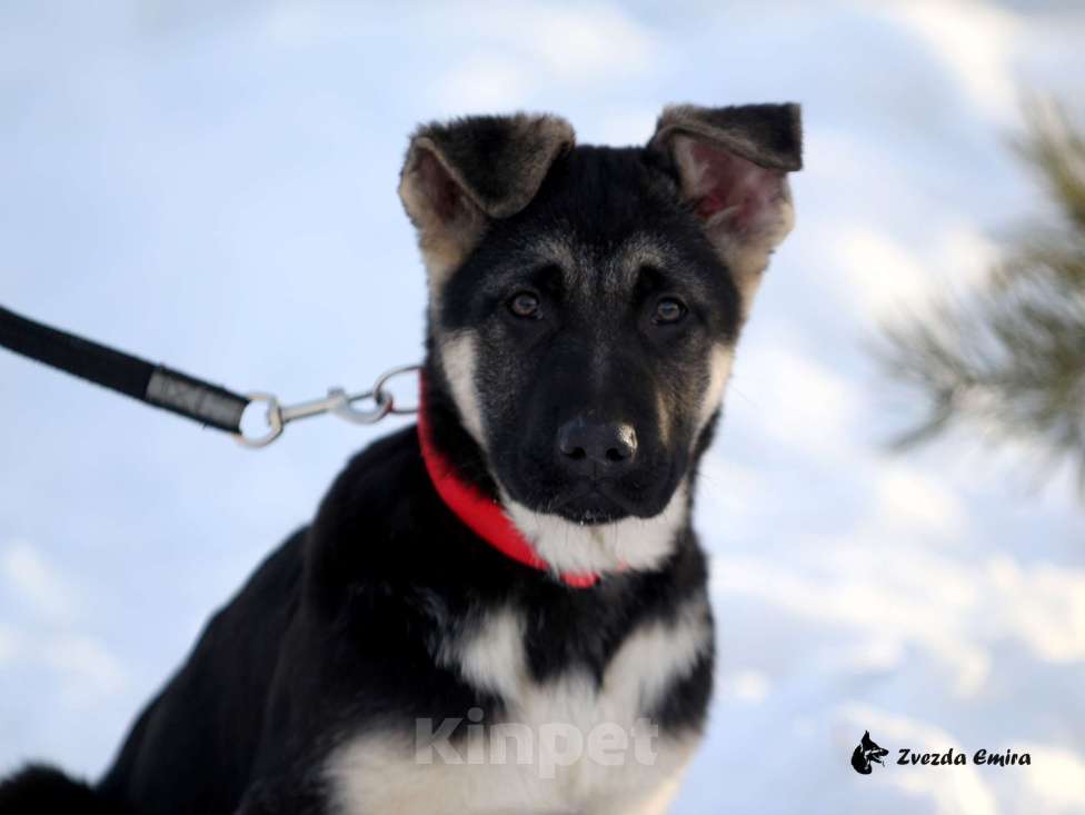 Собаки в Искитиме: Звезда Эмира  Девочка, Бесплатно - фото 1
