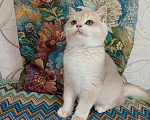 Кошки в Череповце: Котенок Фараон Мальчик, 35 000 руб. - фото 1