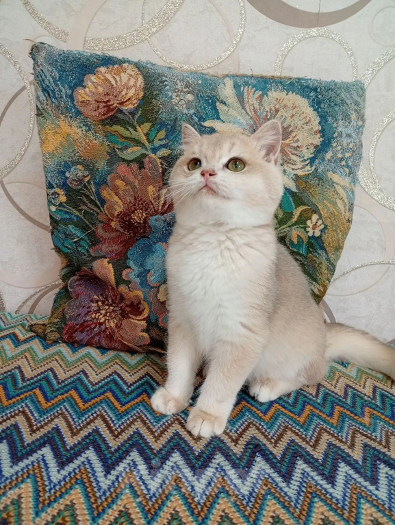 Кошки в Череповце: Котенок Фараон Мальчик, 35 000 руб. - фото 1