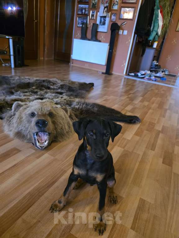 Собаки в Приозерске: Предлагаютcя для бронирования щенки  Мальчик, 20 000 руб. - фото 6