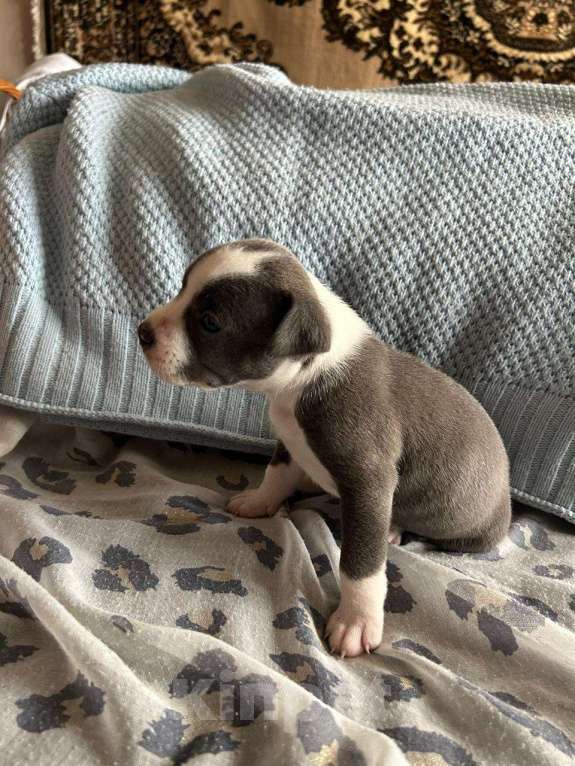 Собаки в Москве: Голубо-белая девушка Девочка, 60 000 руб. - фото 2