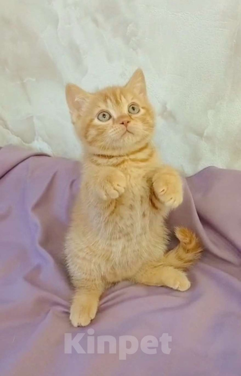 Кошки в Мурманске: Британский котенок маленький Гарфилд Мальчик, 20 000 руб. - фото 1