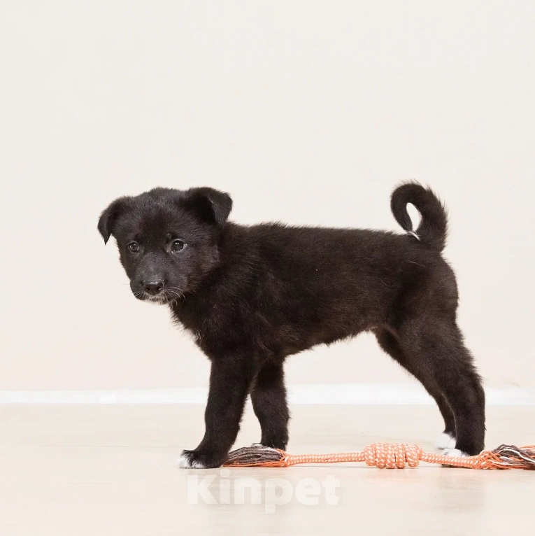 Собаки в Лосином-Петровском: Кения якутенок Девочка, Бесплатно - фото 2