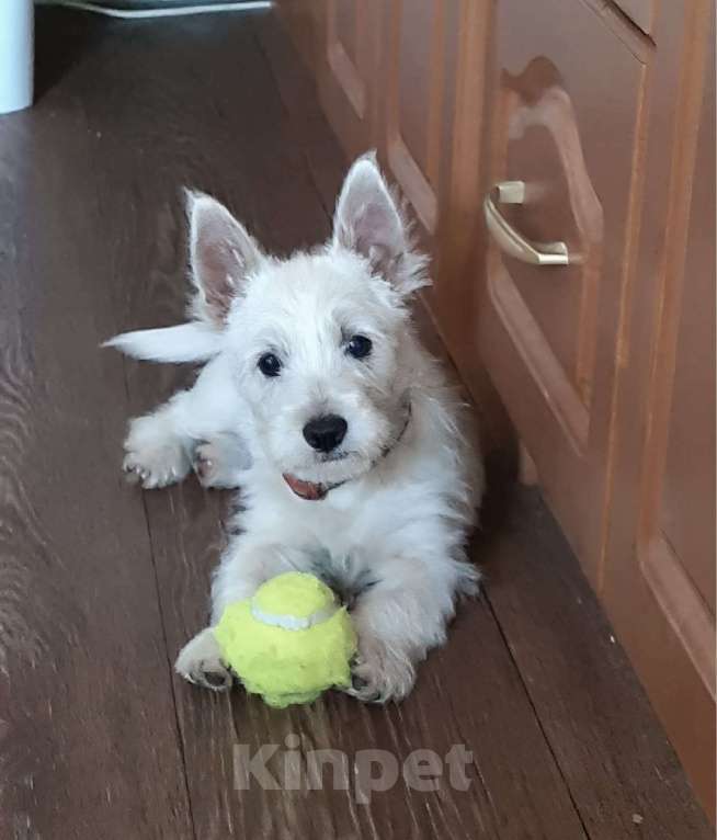 Собаки в Волгограде: Щенки 8естхайленд 8айт терьера Девочка, 65 000 руб. - фото 4