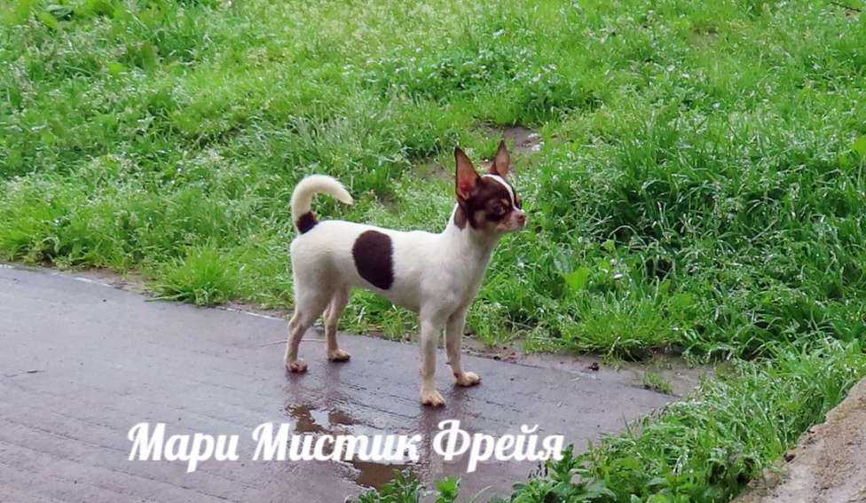 Собаки в Санкт-Петербурге: Очень ласковая чихуахуа мини Фрейя Девочка, 70 000 руб. - фото 2