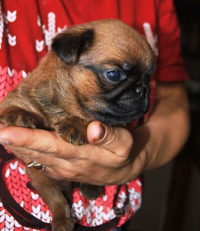 Собаки в Москве: Пти-брабансон миниатюрный мальчик Мальчик, 50 000 руб. - фото 2
