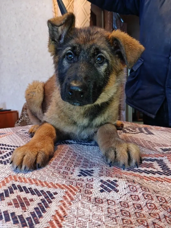 Собаки в Серове: Щенок немецкой овчарки Мальчик, Бесплатно - фото 9