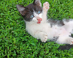 Кошки в Уфе: Котенок, мальчик Мальчик, Бесплатно - фото 2